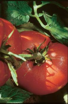 Floradade Tomato, Standard (Slicing) Tomato (Lycopersicon esculentum)