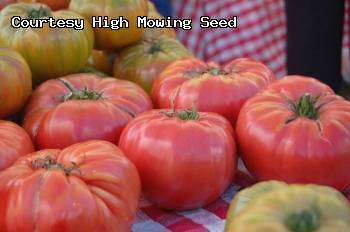 Brandywine, Sudduth Strain - Organic Heirloom Tomato Seeds